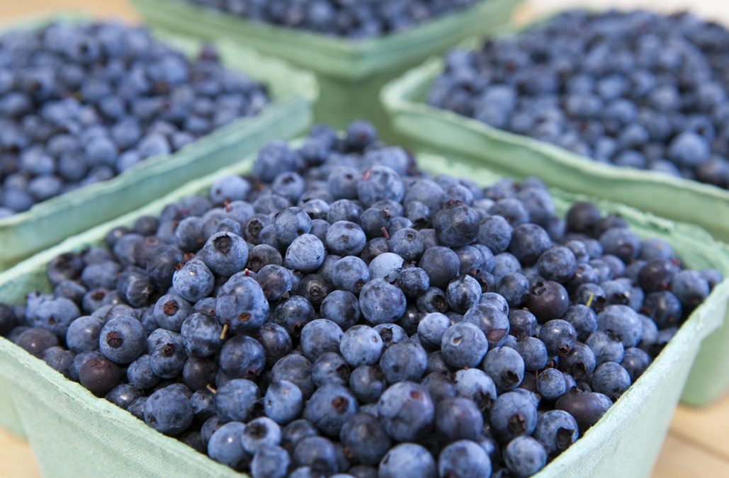 Why Fresh Wild Blueberries Can Be Hard To Find