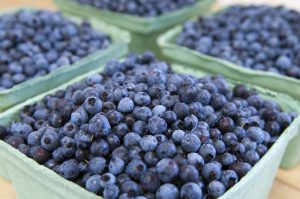 Organic Wild Maine Blueberries grown and packed by Hatch Knoll Farm, Jonesboro, Maine, USA