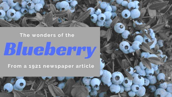 A 1922 Newspaper Article On Wild Blueberries