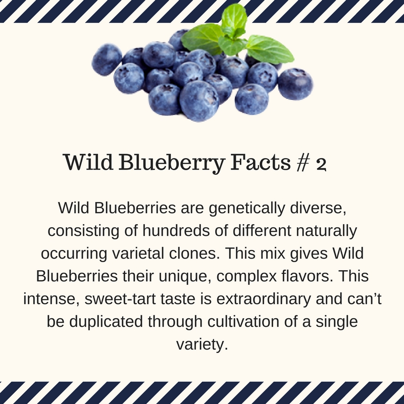 Wild blueberries have a variety of tastes.