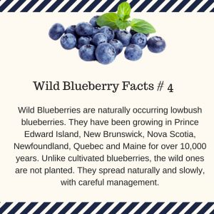 Wild blueberries occur naturally. Wild blueberries occur naturally.