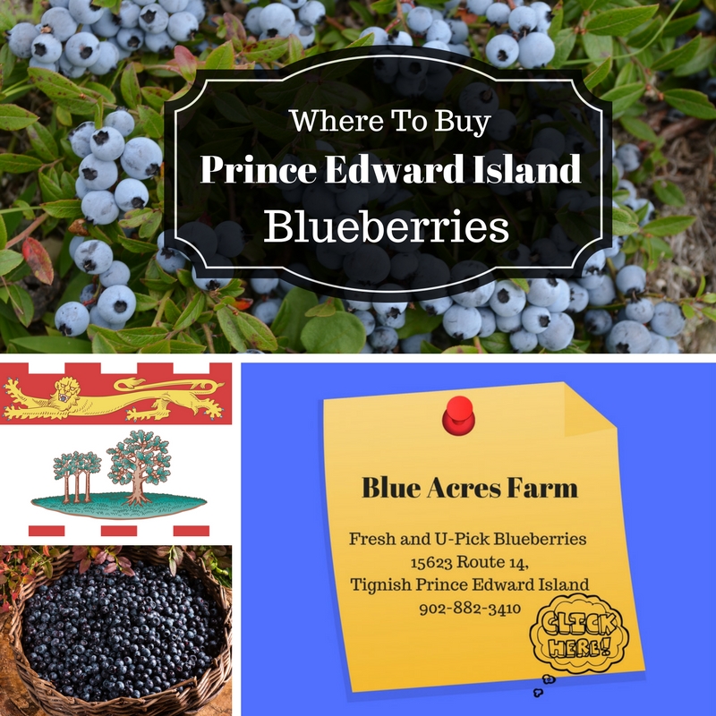 Deep Dish Wild Blueberry Pie PEI Wild Blueberries