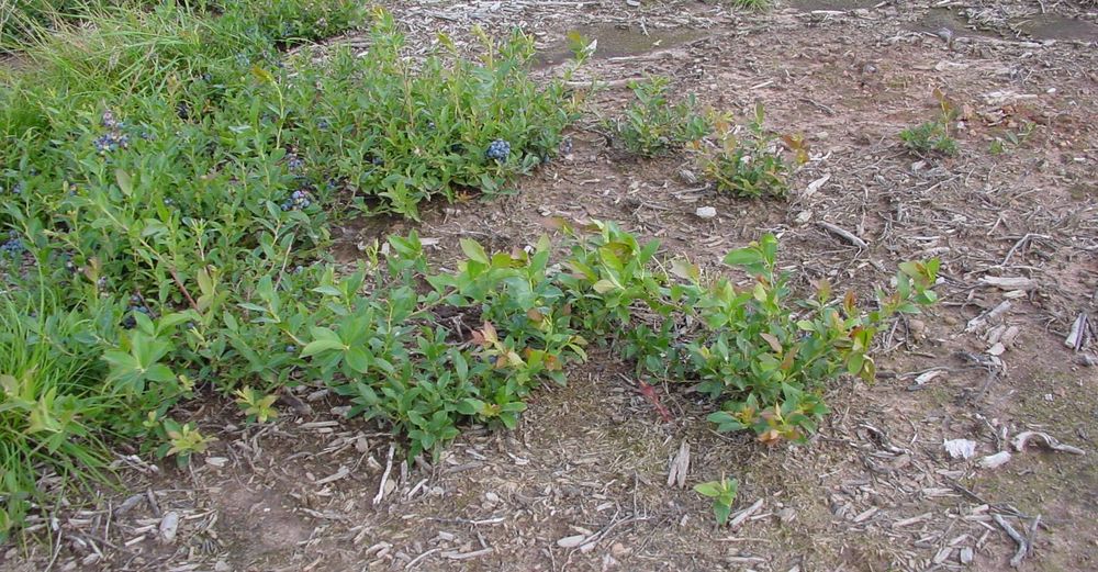 Can You Plant Wild Blueberries
