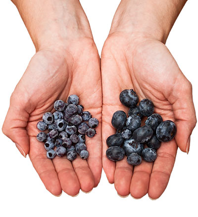 Differences Between Wild And Cultivated Blueberries