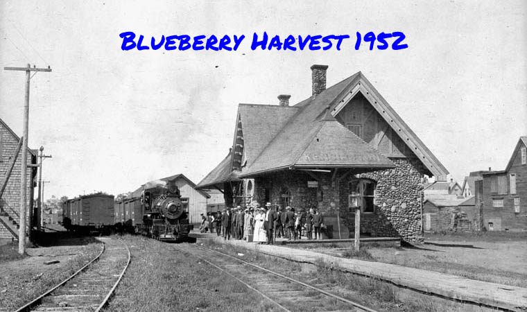 Blueberry Harvest 1952